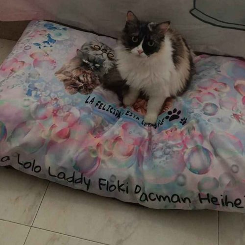 cama de mascota personalizada
